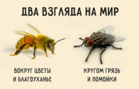 Притча о дружбе: Муха и пчела