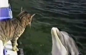 Кот и дельфины