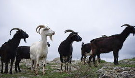Дикие козы и пастух