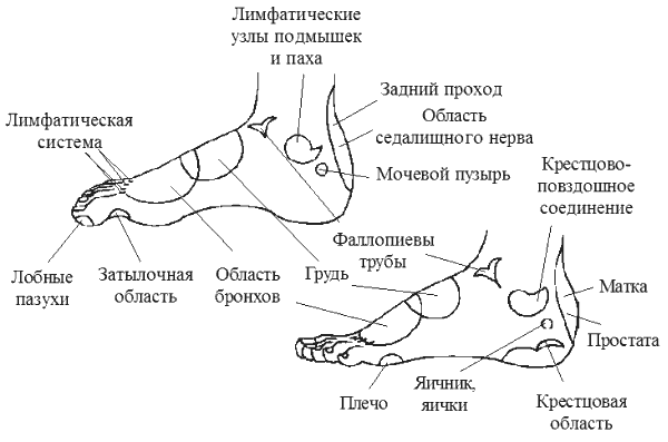 Биологически активные точки